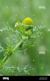Attēlu rezultāti vaicājumam “Matricaria discoidea flower”