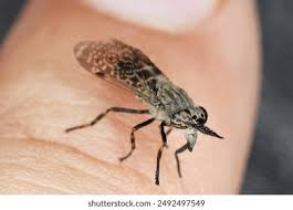 Attēlu rezultāti vaicājumam “Haematopota sp.”