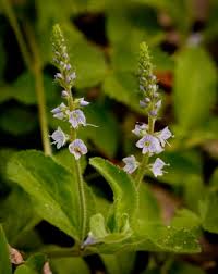 Image result for Veronica officinalis