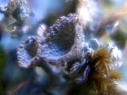 Attēlu rezultāti vaicājumam “Leskea polycarpa macro”