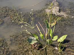 Attēlu rezultāti vaicājumam “Alisma plantago-aquatica”