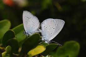 Attēlu rezultāti vaicājumam “Cupido minimus female”