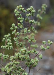 Attēlu rezultāti vaicājumam “Origanum majorana flower”