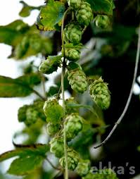Attēlu rezultāti vaicājumam “Humulus lupulus”