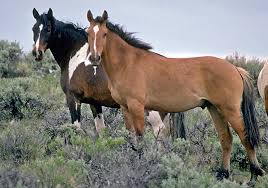 Attēlu rezultāti vaicājumam “Equus ferus caballus”