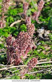 Attēlu rezultāti vaicājumam “Petasites hybridus flower”