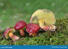 Attēlu rezultāti vaicājumam “Xerocomus rubellus”