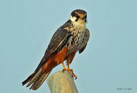 Attēlu rezultāti vaicājumam “Falco subbuteo”