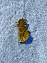 Attēlu rezultāti vaicājumam “Ptilodon capucina imago”