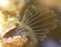 Attēlu rezultāti vaicājumam “Balanus improvisus”