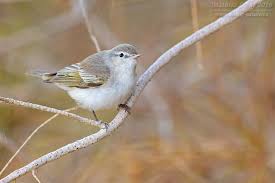 Image result for Phylloscopus orientalis