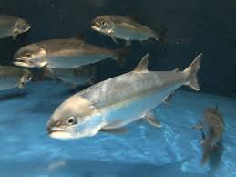 Image result for Oncorhynchus