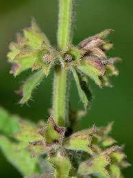 Attēlu rezultāti vaicājumam “Stachys palustris fruit”