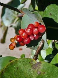 Attēlu rezultāti vaicājumam “Lonicera caprifolium fruit”