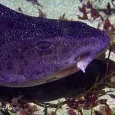 Image result for Scyliorhinus stellaris