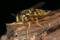 Attēlu rezultāti vaicājumam “Chrysotoxum sp.”