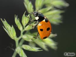 Attēlu rezultāti vaicājumam “Coccinella septempunctata”