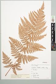 Attēlu rezultāti vaicājumam “Dryopteris dilatata”