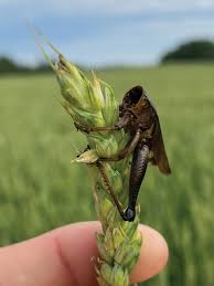 Attēlu rezultāti vaicājumam “Entomophaga grylli”