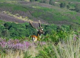 Image result for Cannock Cc