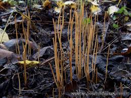 Attēlu rezultāti vaicājumam “Macrotyphula juncea”
