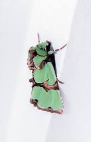 Attēlu rezultāti vaicājumam “Staurophora celsia”