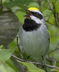 Image result for Vermivora chrysoptera