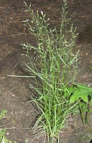 Attēlu rezultāti vaicājumam “Poa nemoralis”