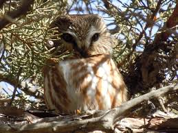 Attēlu rezultāti vaicājumam “Aegolius funereus adult”
