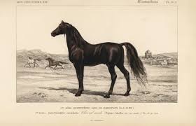 Attēlu rezultāti vaicājumam “Equus ferus caballus”