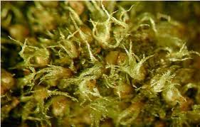 Attēlu rezultāti vaicājumam “Ephemerum serratum sporophyte”