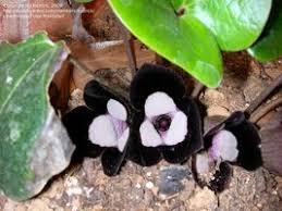 Attēlu rezultāti vaicājumam “Asarum europaeum flower”