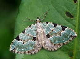 Attēlu rezultāti vaicājumam “Colostygia pectinataria”