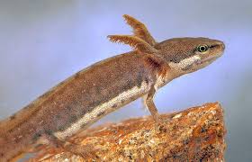 Attēlu rezultāti vaicājumam “Triturus vulgaris female”