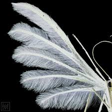 Attēlu rezultāti vaicājumam “Pterophorus pentadactyla”