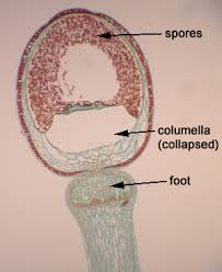 Attēlu rezultāti vaicājumam “Sphagnum sporophyte”