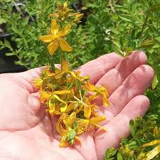 Attēlu rezultāti vaicājumam “Hypericum perforatum bud”