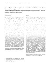 Image result for Tanacetum parthenium 'Tetraweiss'