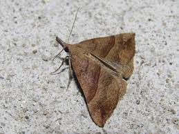 Attēlu rezultāti vaicājumam “Hypena proboscidalis”