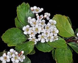 Attēlu rezultāti vaicājumam “Crataegus douglasii”