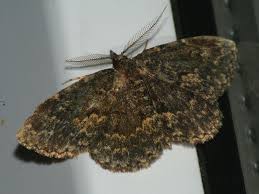 Attēlu rezultāti vaicājumam “Parascotia fuliginaria”