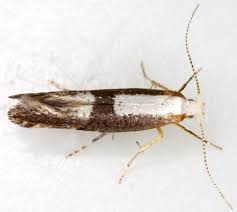 Attēlu rezultāti vaicājumam “Argyresthia spinosella”