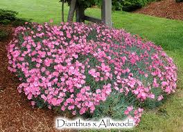 Image result for Dianthus
