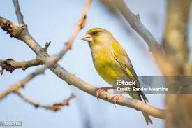 Attēlu rezultāti vaicājumam “Chloris chloris male”