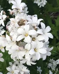 Attēlu rezultāti vaicājumam “Saxifraga granulata leaf”