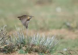 Image result for Turdus obscurus