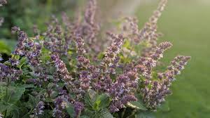 Attēlu rezultāti vaicājumam “Salvia verticillata”