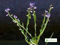 Attēlu rezultāti vaicājumam “Polygala vulgaris leaf”