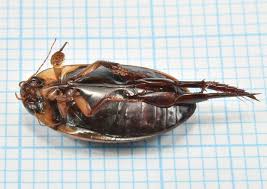 Attēlu rezultāti vaicājumam “Hydaticus transversalis”