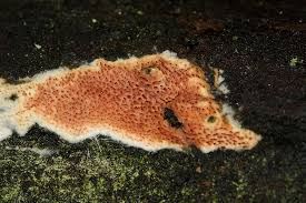 Attēlu rezultāti vaicājumam “Ceriporia purpurea”